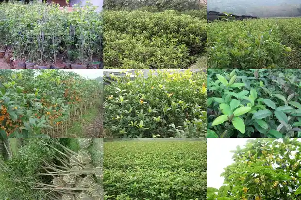 桂花批发价格多少钱1683332999749