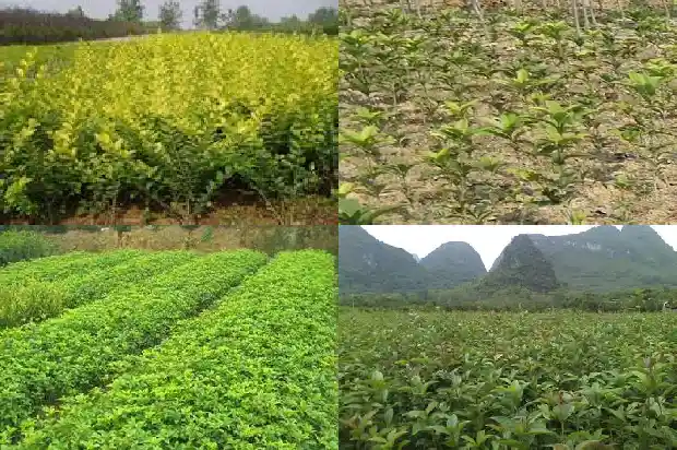 桂花批发价格多少钱1683332999795