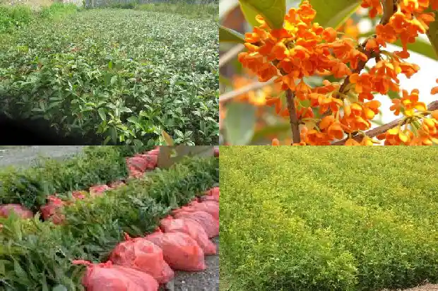 桂花能卖多少钱一斤呢1683333203637