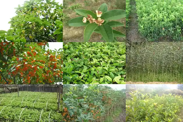 桂花能卖多少钱一斤呢1683333203684