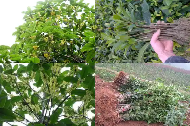 收购干桂花一斤价格1683333297562