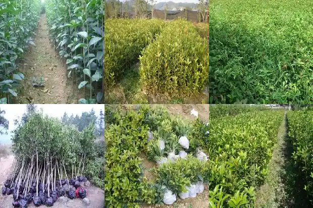收购干桂花一斤价格1683333297610
