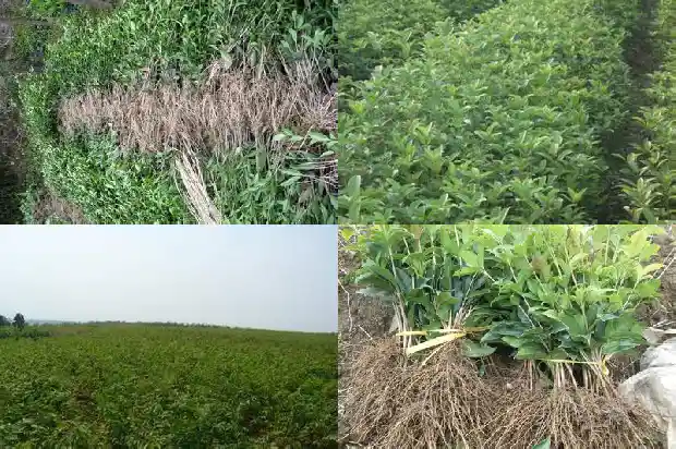 桂花3公分苗价1689986071074