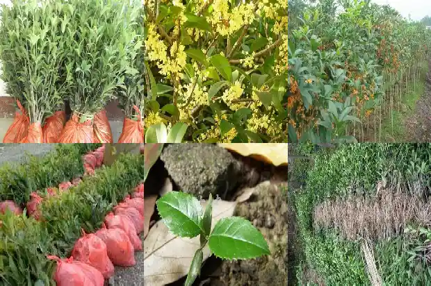 桂花果卖多少钱一斤啊1683333375526