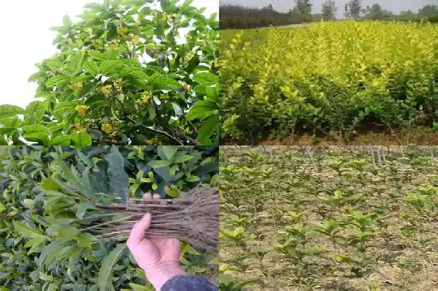 哪里有干桂花卖?1683333700804