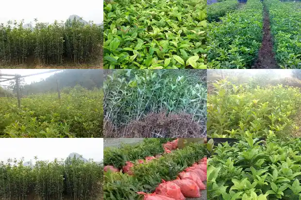 哪里有干桂花卖?1683333700851