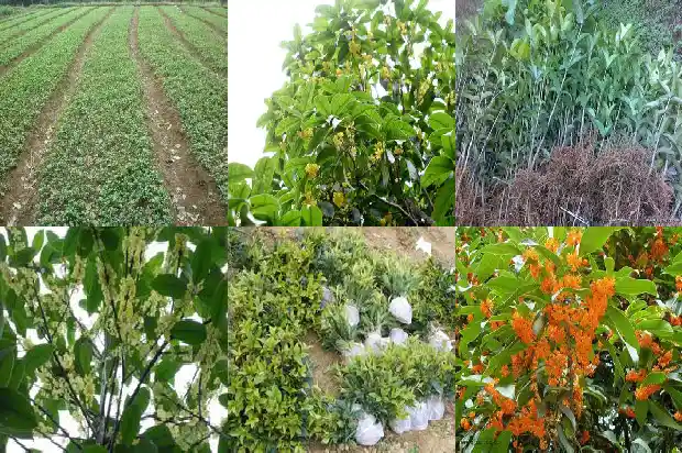 哪里有干桂花卖?1683333700899