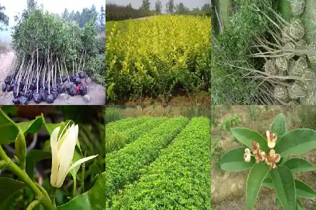 哪里有干桂花卖?1683333700947
