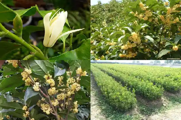 桂花盆栽多少钱一盆1683333830007