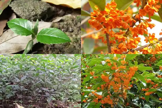 桂花盆栽多少钱一盆1683333830054