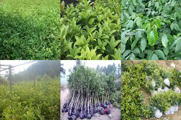 桂花盆栽多少钱一颗1683333875938