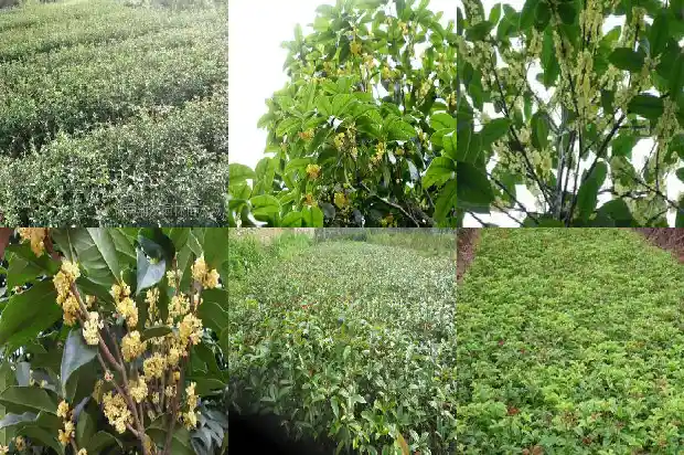桂花种子价格1683333924581