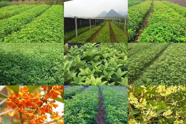 桂花花的养殖方法和注意事项 盆栽1683333983121