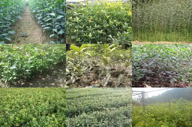 桂花花的养殖方法和注意事项 盆栽1683333983168