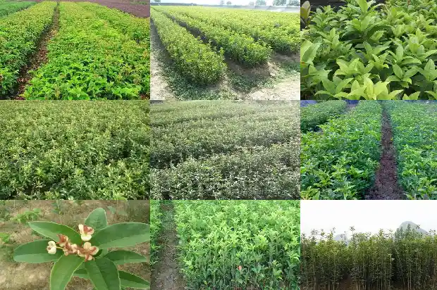 桂花的盆景种植技术与管理1683334022134