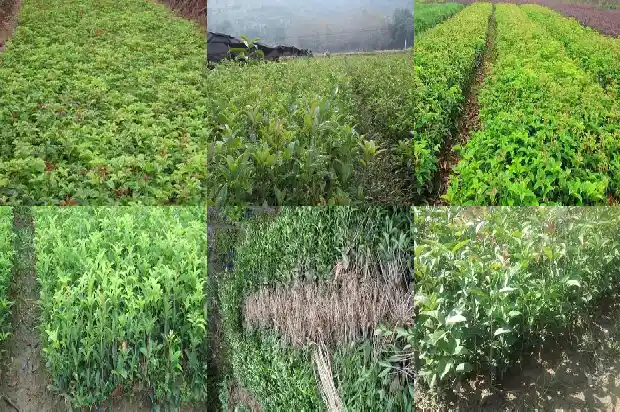 门口能栽桂花树吗风水好吗1690677368348