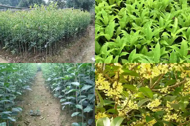 桂花盆栽技术1683334060083