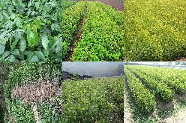 盆栽桂花价格多少一盆1683334208377