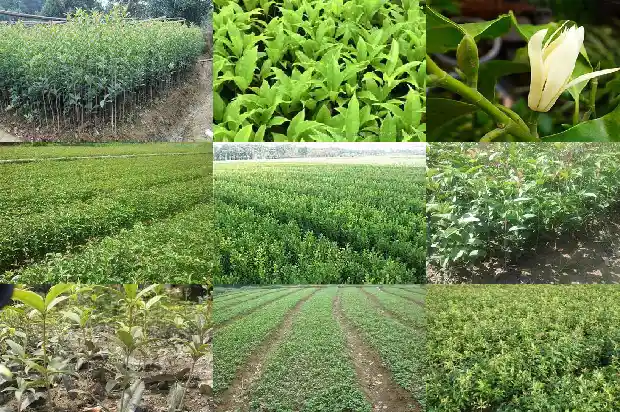 盆栽桂花价格多少一盆1683334208425