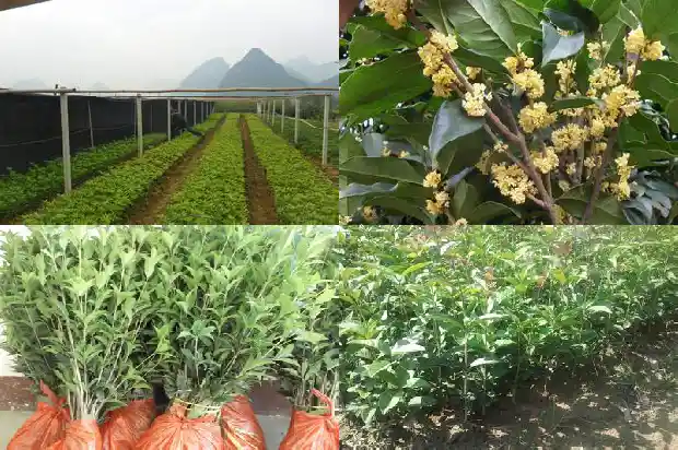 黄金桂花树价格表最新行情1689899474546