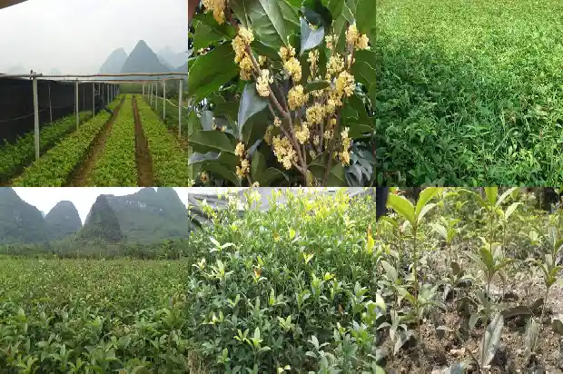 盆栽桂花树市场价格多少钱一棵呢1683334325495