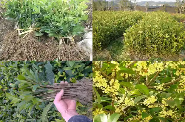 盆栽桂花树市场价格多少钱一棵呢1683334325542