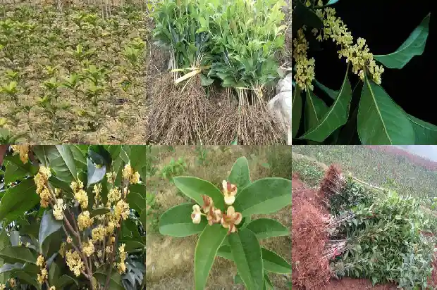 盆栽桂花树市场价格多少钱一棵呢1683334325590
