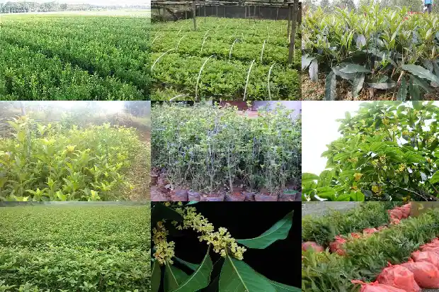 盆栽桂花的价格是多少一棵1683334346002