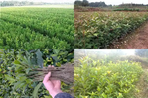 桂花种植方法及养护1683334435944