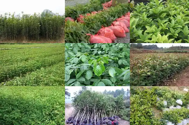 桂花种植方法及养护1683334435992
