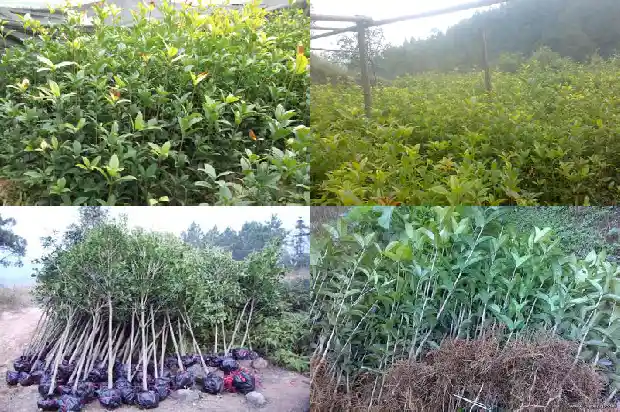 桂花种植方法及养护1683334436040