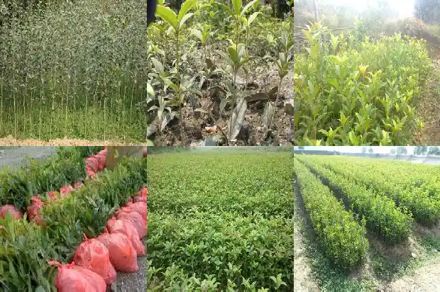 桂花种植方法及养护1683334436088