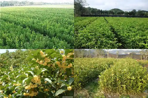 冬天桂花地栽注意事项是什么1683334466609