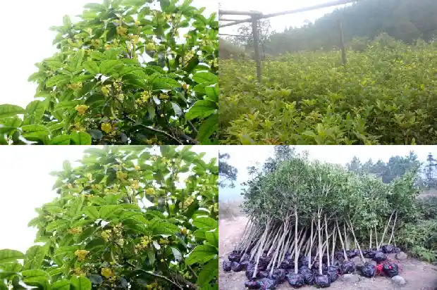 桂花树苗圃价格多少钱一颗呢1683334490860
