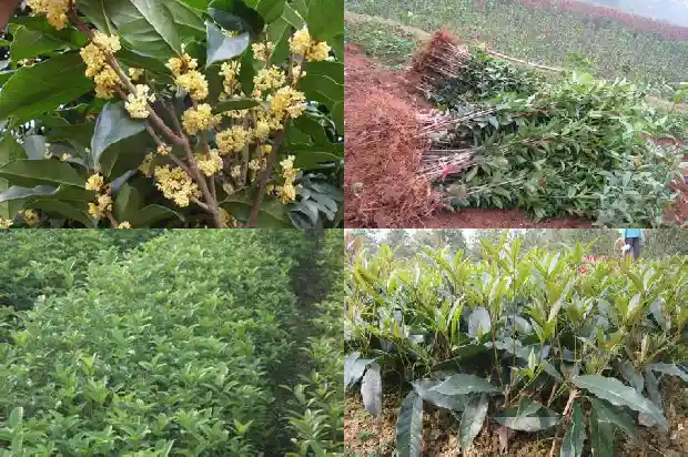 桂花树苗圃价格多少钱一颗呢1683334490907