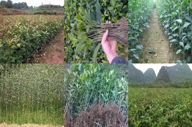 桂花乌龙茶的做法1689467720419