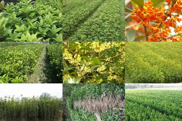 桂花树苗圃价格多少钱一颗呢1683334491001