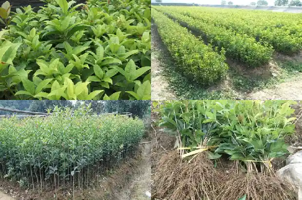 桂花树多少钱一棵5公分的树木1683334511156