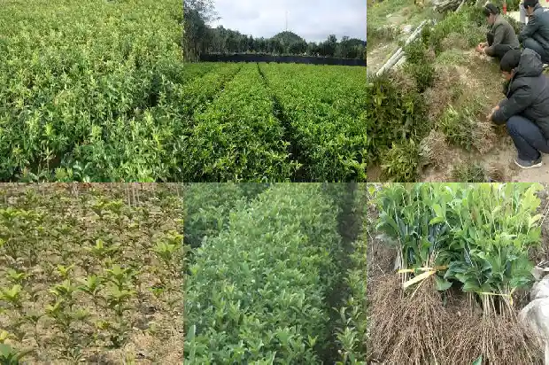 桂花树多少钱一棵5公分的树木1683334511201