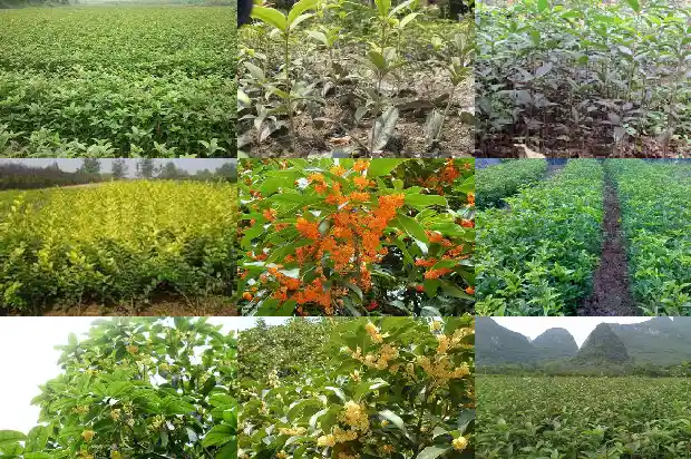 桂花树多少钱一棵最好养护的1683334548778