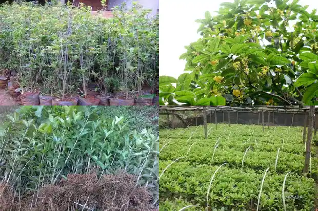 桂花树多少钱一棵最好的树苗1683334566285