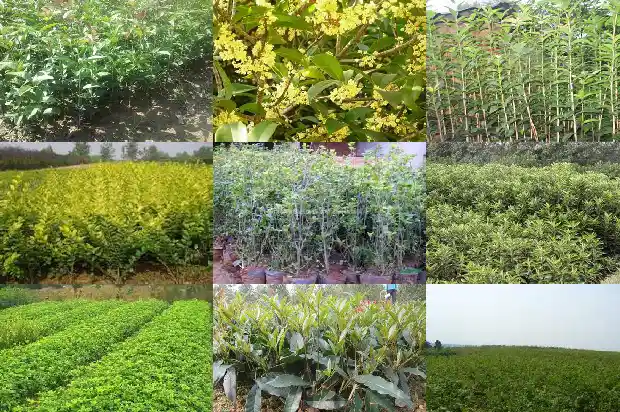 桂花树多少钱一棵最好的树苗1683334566332