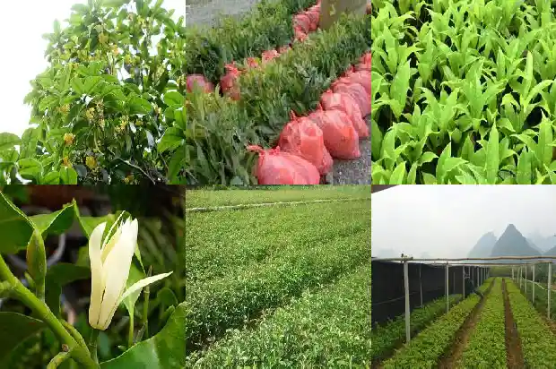 桂花树多少钱一棵12公分长的树1683334582225