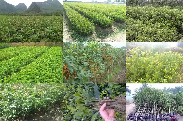 桂花树多少钱一棵12公分长的树1683334582273