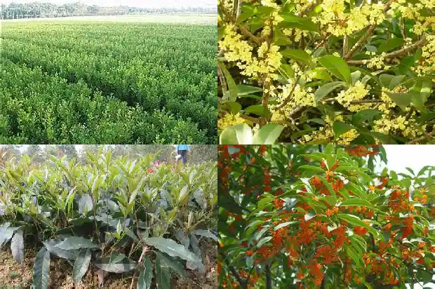 桂花树多少钱一棵1米长的1683334641965