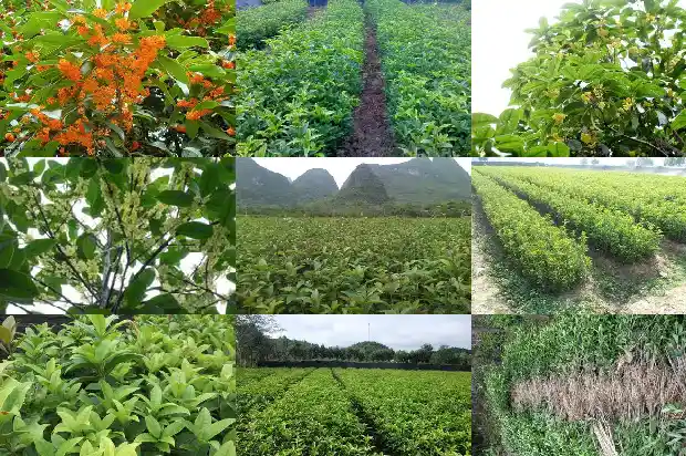 桂花树多少钱一棵1米长的1683334642013