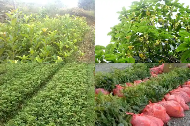 什么时候移栽桂花树好活1690245491346