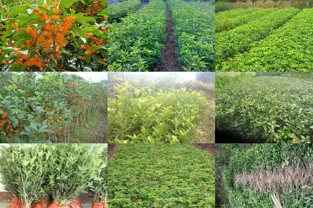 大量出售桂花树苗的广告语怎么写1683334680424