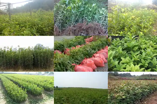 大量出售桂花树苗的广告语怎么写1683334680472