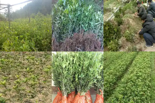 大量出售桂花树苗的广告语怎么写1683334680518